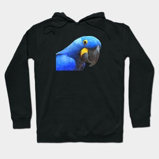 Blue Parrot Portrait Hoodie